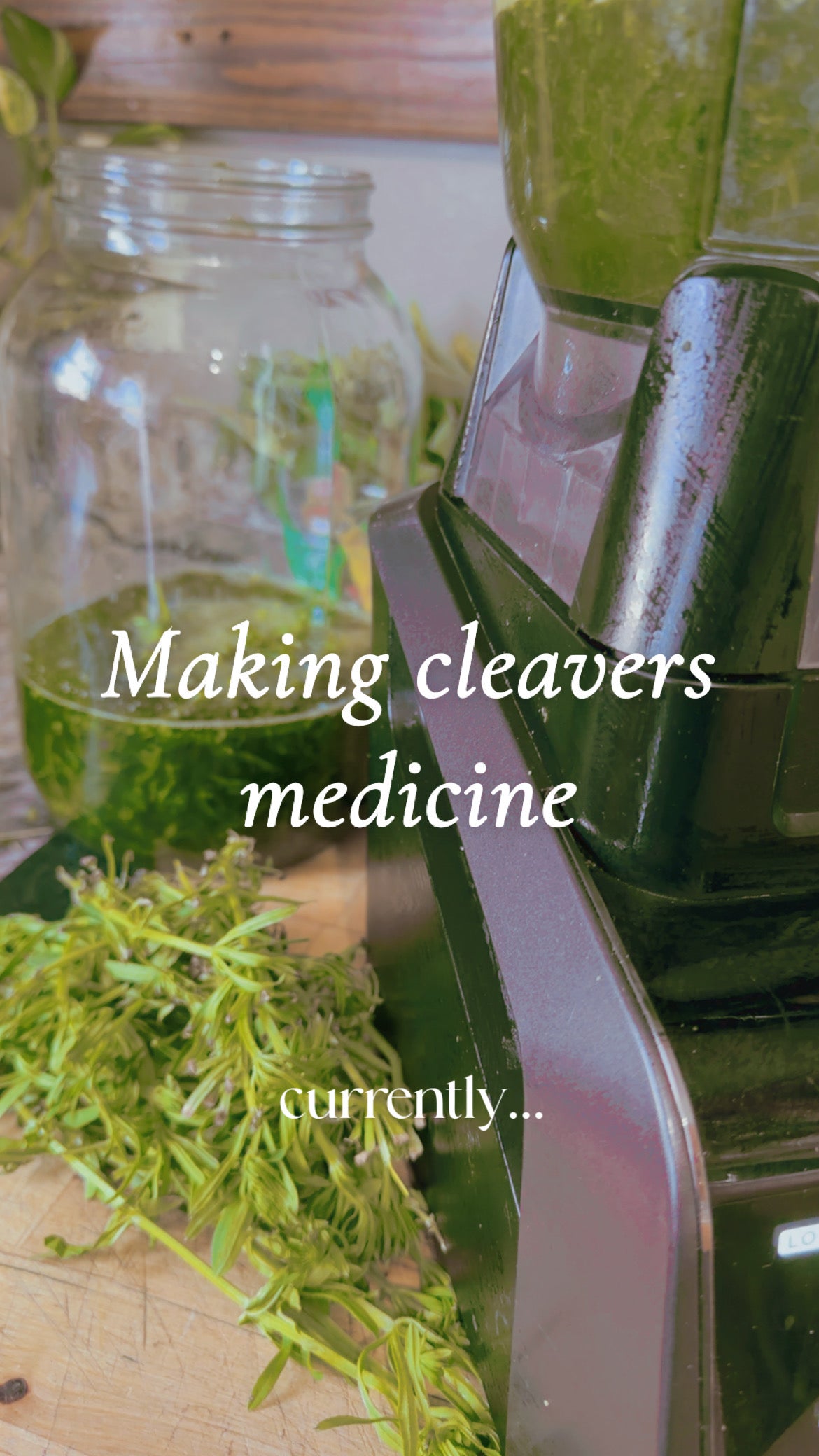 Cleaver Tincture
