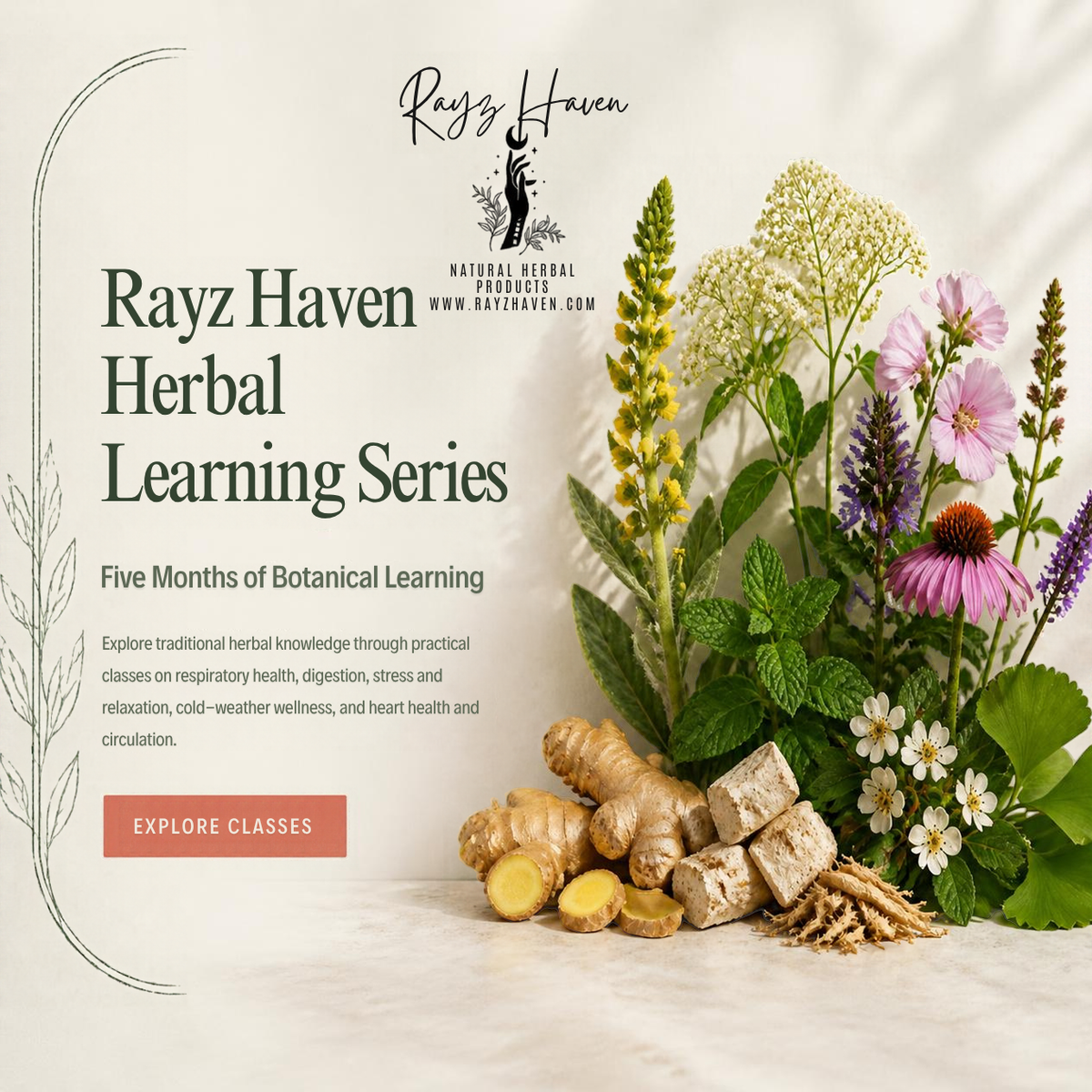 Rayz Haven Herbal Learning Series does a Deep Dive into Health Conditions & top herbs.